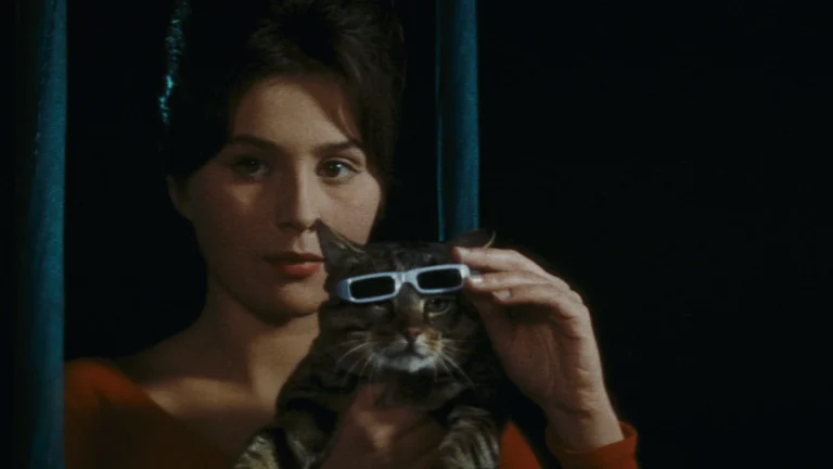um dia, um gato